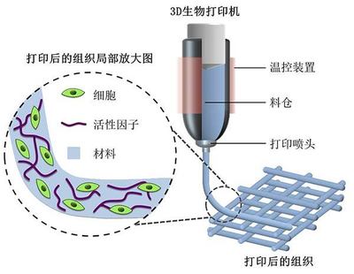 探索2018高考專業新選擇 生物功能材料，未來3D打印的基石